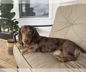 Dachshund Puppy for sale in BLACK MOUNTAIN, NC, USA