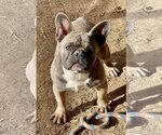 Small Photo #2 French Bulldog Puppy For Sale in Hesperia, CA, USA