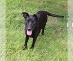 Small Photo #2 Mutt Puppy For Sale in Jackson, MS, USA