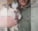 Purdy - Female Pomeranian Puppy for Sale - Small photo