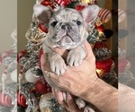 Puppy Girl 1 French Bulldog