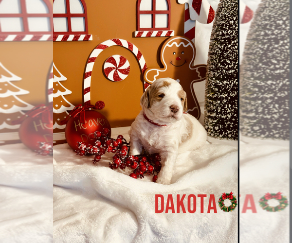 Medium Photo #4 Goldendoodle (Miniature) Puppy For Sale in ALLENTOWN, PA, USA