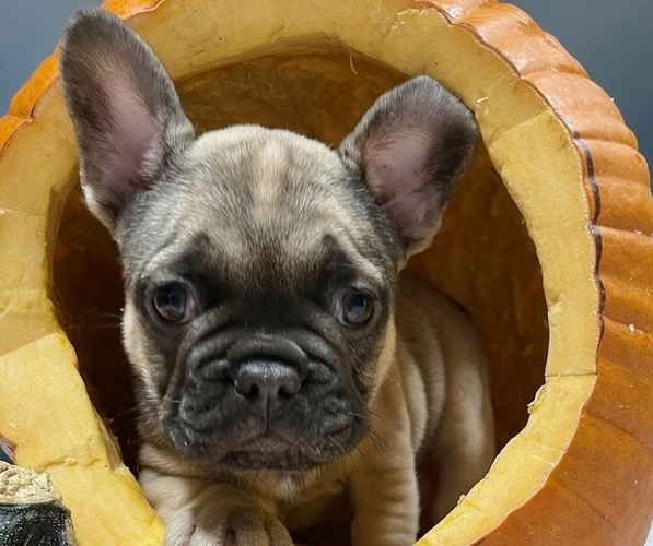 Medium Photo #20 French Bulldog Puppy For Sale in DALLAS, NC, USA