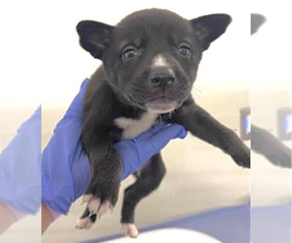 Medium Photo #2 Siberian Husky-Unknown Mix Puppy For Sale in Houston, TX, USA