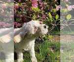 Puppy Pinky Miniature Labradoodle
