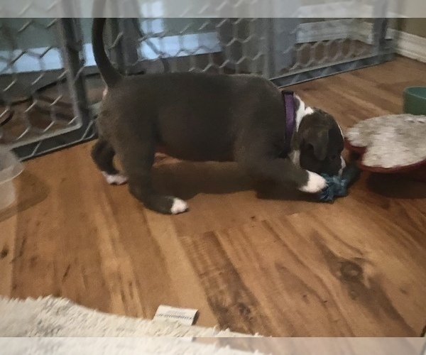 Medium Photo #7 American Bully Puppy For Sale in LUBBOCK, TX, USA