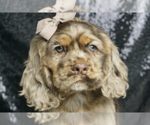 Medium Cocker Spaniel