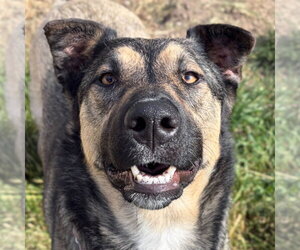 German Shepherd Dog-Unknown Mix Dogs for adoption in Jefferson, WI, USA