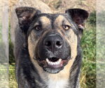 Small German Shepherd Dog Mix