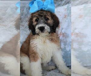 Poodle (Standard)-Saint Berdoodle Mix Puppy for sale in HOLDEN, MO, USA