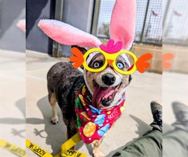 Medium Photo #1 Mutt Puppy For Sale in Denver, CO, USA