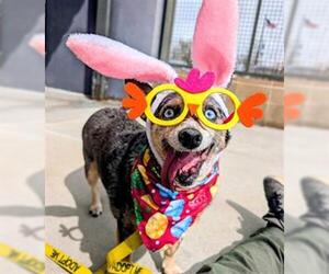 Mutt Dogs for adoption in Denver, CO, USA