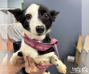 Jack Russell Terrier-Unknown Mix Dogs for adoption in Washington, DC, USA