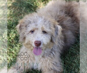 Bernedoodle (Miniature) Puppy for sale in GORDONVILLE, PA, USA