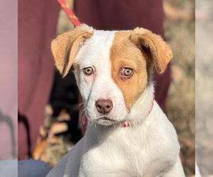 Mutt Dogs for adoption in Yardley, PA, USA