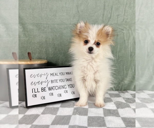 Medium Photo #1 Pomeranian Puppy For Sale in INDIANAPOLIS, IN, USA