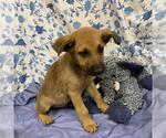 Small German Shepherd Dog Mix