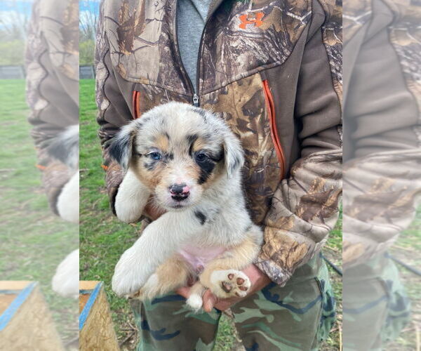 Medium Photo #1 Australian Shepherd Puppy For Sale in TEMPERANCE, MI, USA