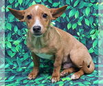 Small Chihuahua Mix