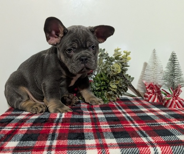 Medium Photo #51 French Bulldog Puppy For Sale in GOSHEN, IN, USA