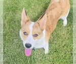 Small Welsh Corgi Mix