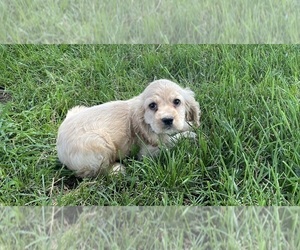 Cocker Spaniel Puppy for sale in CANOGA, NY, USA