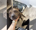 Small #20 American Bulldog Mix