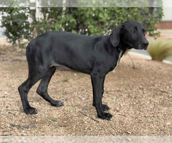 Medium Photo #3 Doberman Pinscher-Labrador Retriever Mix Puppy For Sale in PIPE CREEK, TX, USA