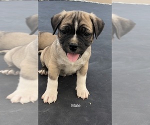 Jack Russell Terrier-Jug Mix Puppy for sale in GRAND JCT, CO, USA