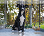 Puppy Diana Border Collie-Boxer Mix