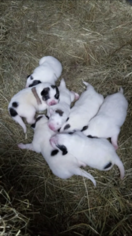 Great Pyrenees Puppy for sale in FARMINGTON, MO, USA