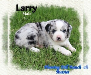 Miniature Australian Shepherd Puppy for sale in FORESTBURG, TX, USA