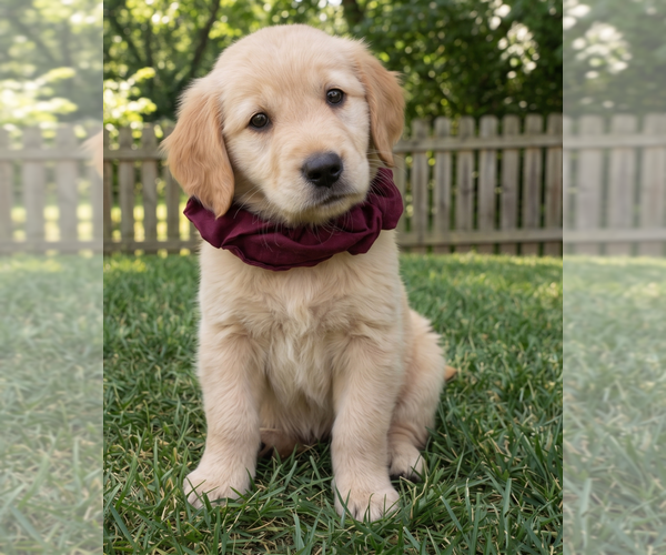 Medium Photo #2 Golden Retriever Puppy For Sale in Grovertown, IN, USA