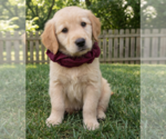 Small #1 Golden Retriever