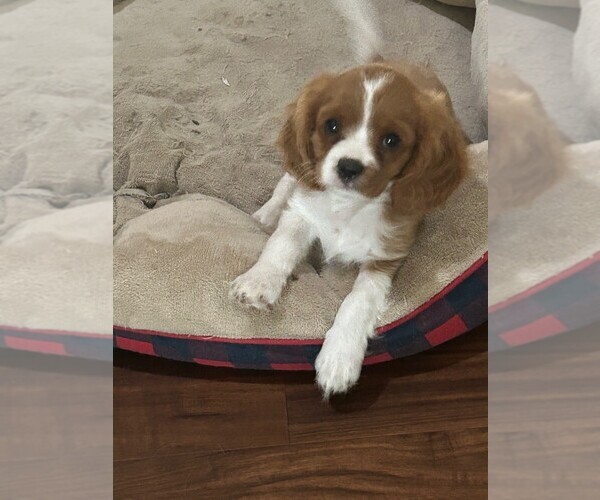 Medium Photo #1 Cavalier King Charles Spaniel Puppy For Sale in SAN LEANNA, TX, USA