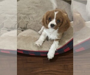 Cavalier King Charles Spaniel Puppy for sale in SAN LEANNA, TX, USA