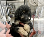 Puppy Rachel Labradoodle