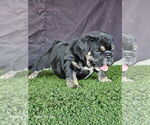 Small English Bulldog