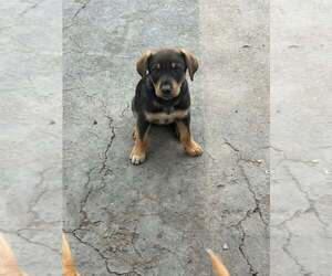 Catahoula Leopard Dog-Unknown Mix Dogs for adoption in Turlock, CA, USA