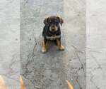Small Catahoula Leopard Dog Mix