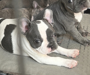 French Bulldog Puppy for sale in HIALEAH, FL, USA