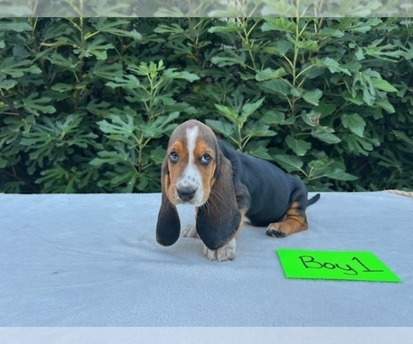Medium Photo #21 Basset Hound Puppy For Sale in NEW BOSTON, TX, USA
