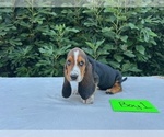 Small #20 Basset Hound