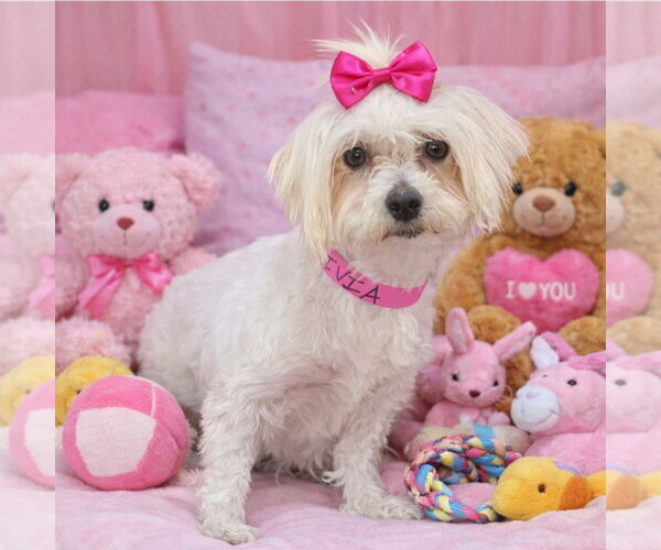 Medium Photo #1 Maltese Puppy For Sale in Bon Carbo, CO, USA