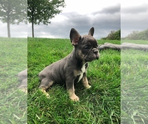 French Bulldog Puppy for sale in MILLERSBURG, OH, USA