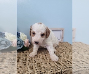 Golden Mountain Doodle  Puppy for sale in LAKE CITY, FL, USA