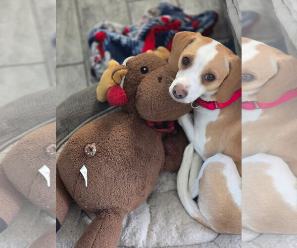 Medium Photo #2 Cheagle Puppy For Sale in Landenberg, PA, USA