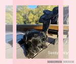 Sassy - Female Yorkipoo Puppy for Sale - Photo #5