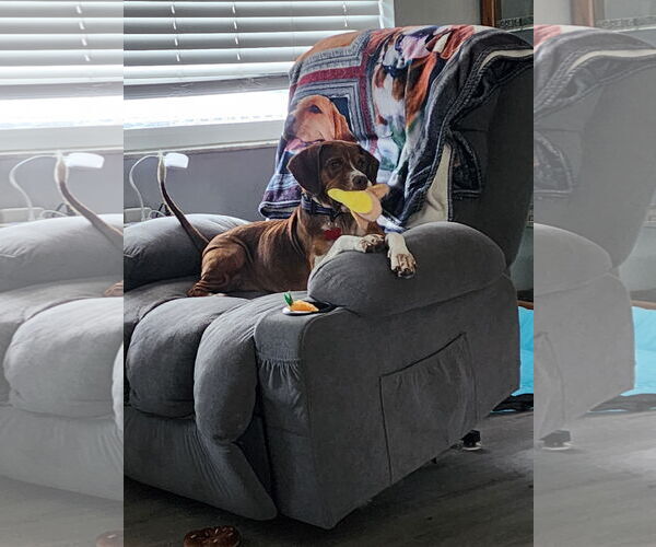 Medium Photo #1 Beagle Puppy For Sale in Tampa, FL, USA