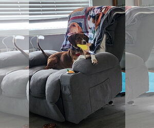 Beagle Dogs for adoption in Tampa, FL, USA
